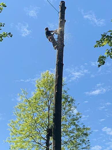 Tree cutting in action