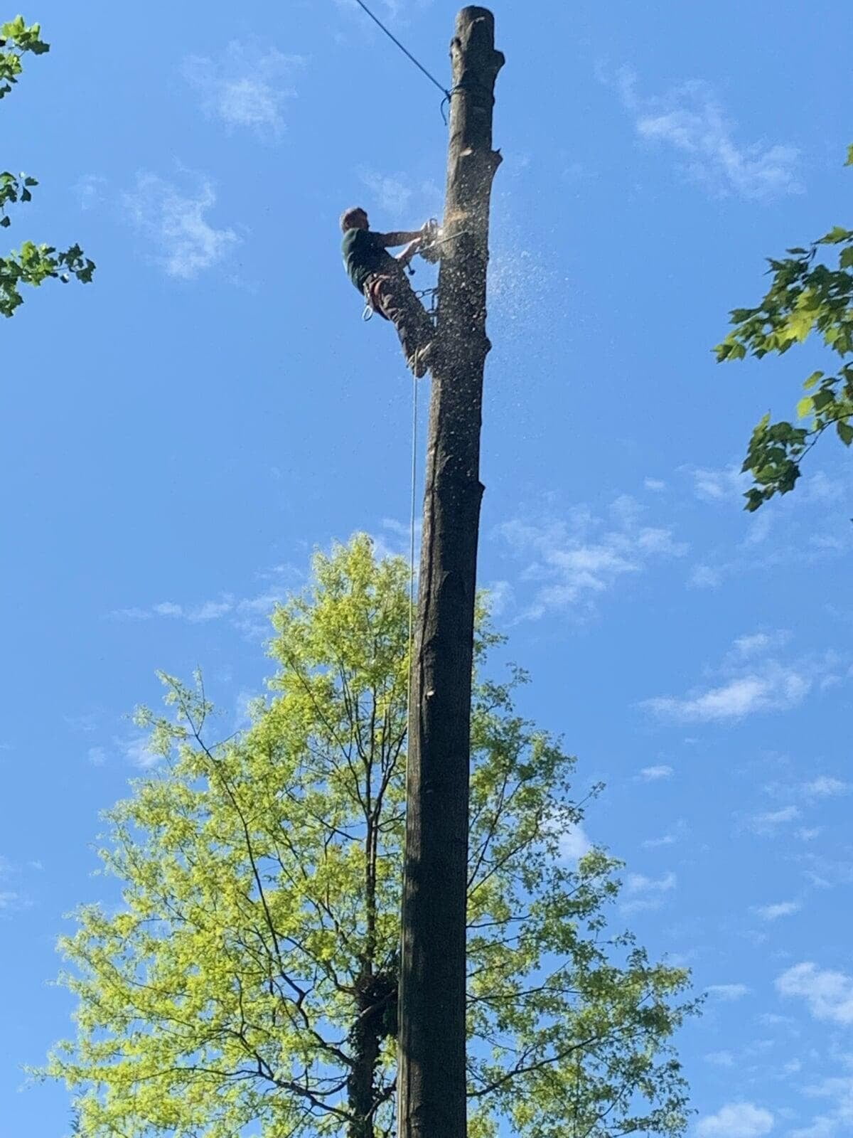 Tree cutting in action